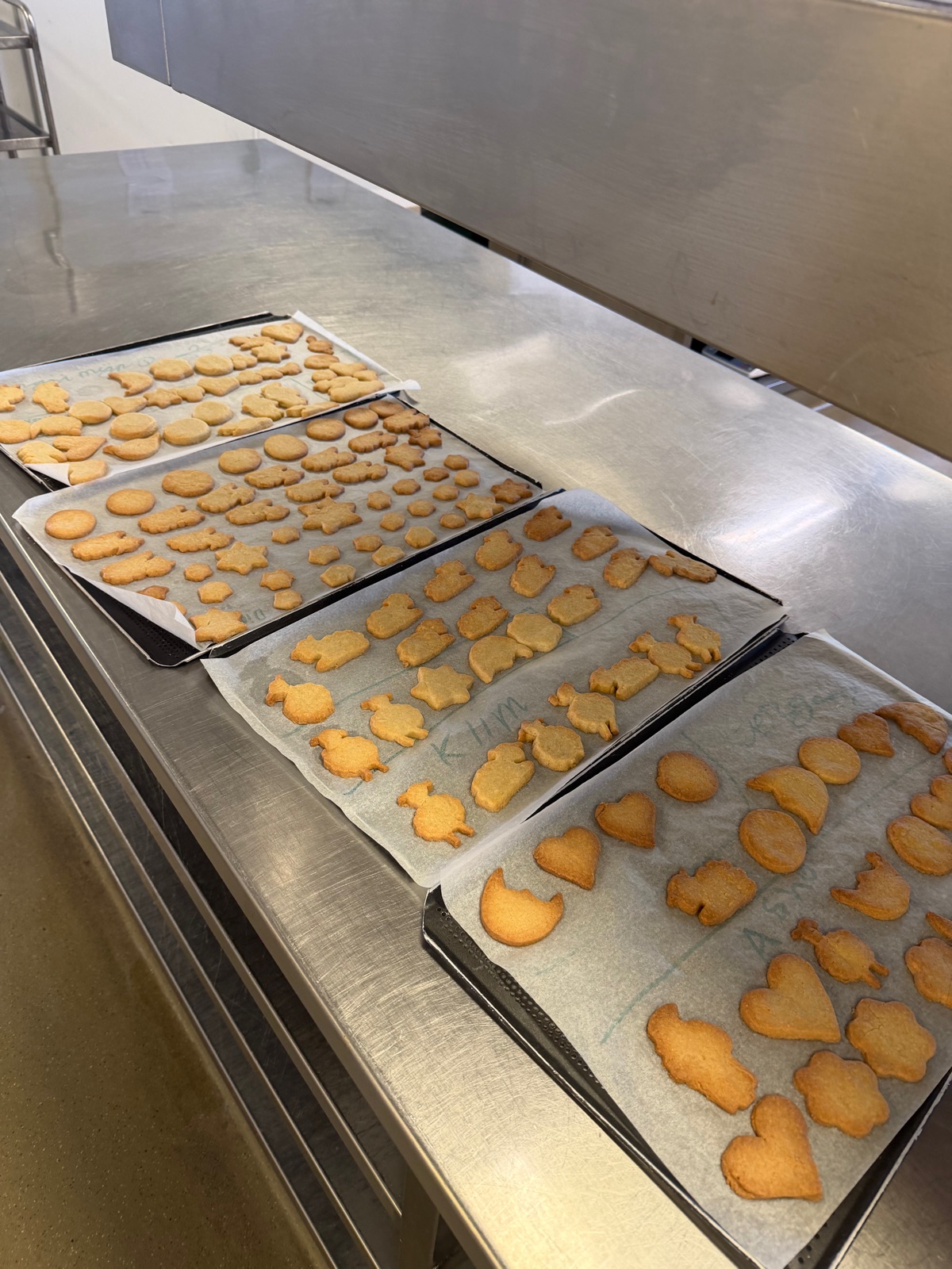 Bakplaten vol zelfgebakken schaapjeskoekjes